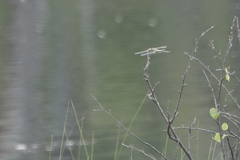 Libellula quadrimaculata