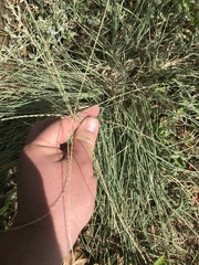 Chloris andropogonoides