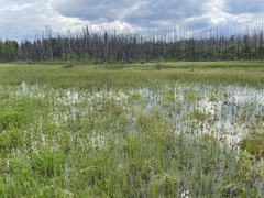 Libellula quadrimaculata