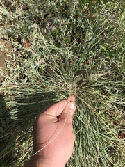 Chloris andropogonoides