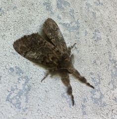 Dasychira obliquata