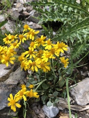 Packera werneriifolia