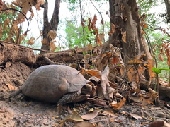 Indotestudo elongata