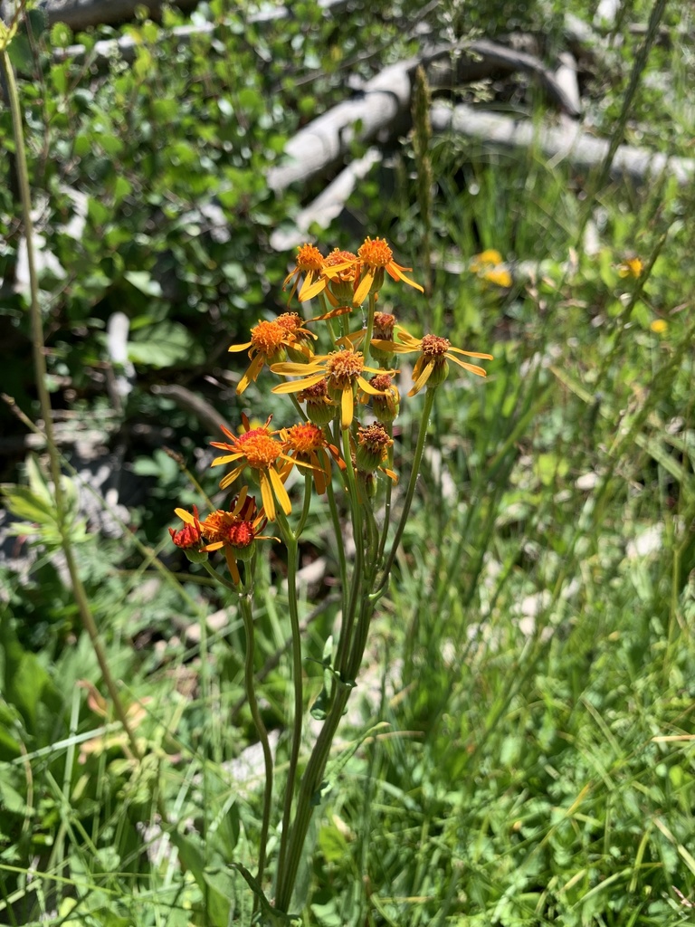 Saffron Ragwort