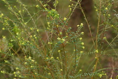 Pimelea flava flava