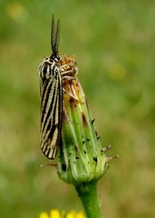 Spiris striata