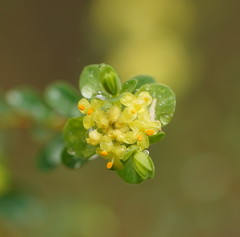 Pimelea flava flava
