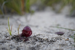Corybas undulatus