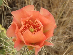 Opuntia × vaseyi