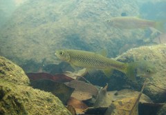 Aphyocypris normalis