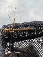 Neurocordulia molesta