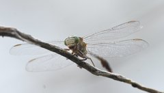 Arigomphus pallidus