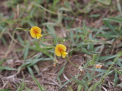 Zornia dyctiocarpa