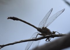 Arigomphus pallidus