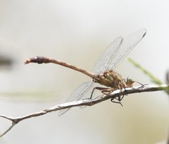Arigomphus pallidus