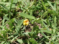 Zornia dyctiocarpa
