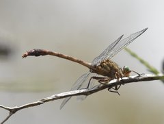 Arigomphus pallidus