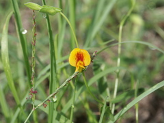 Zornia dyctiocarpa
