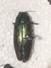Eurythyrea aurata