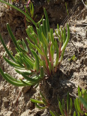 Dudleya multicaulis