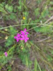 Dianthus armeria