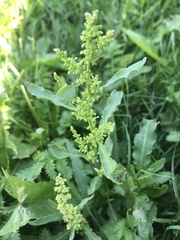 Rumex confertus