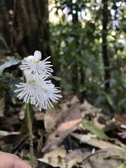 Cheirostylis griffithii