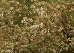 Spyridium parvifolium
