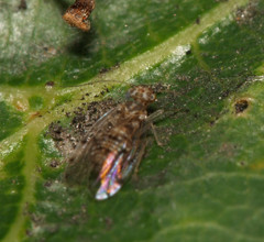 Ectopsocidae
