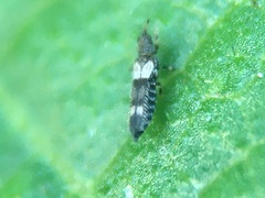 Caliothrips