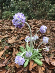 Primula denticulata