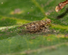 Ectopsocidae
