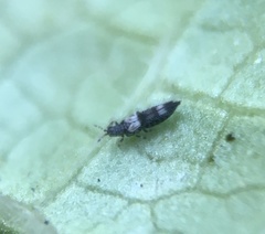 Caliothrips