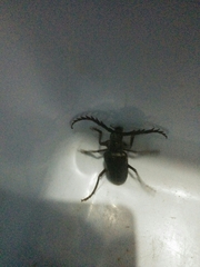 Prionus besikanus