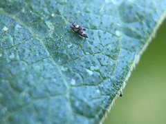 Caliothrips