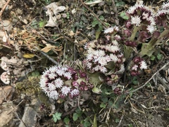 Petasites tricholobus