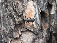 Camponotus saxatilis