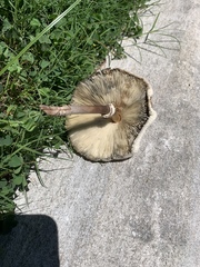 Chlorophyllum molybdites