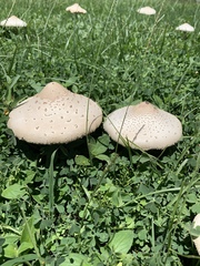 Chlorophyllum molybdites