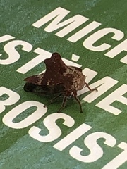 Telamonini