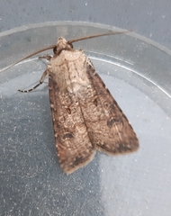 Agrotis segetum