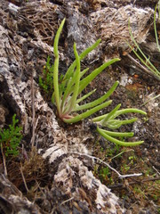 Dudleya multicaulis