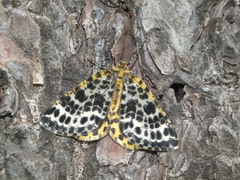 Arichanna melanaria