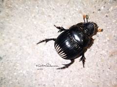 Dichotomius carolinus