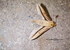 Xylophanes turbata