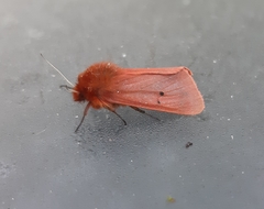 Phragmatobia fuliginosa