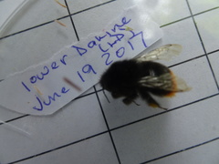 Bombus ruderarius