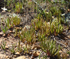Dudleya multicaulis