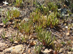 Dudleya multicaulis