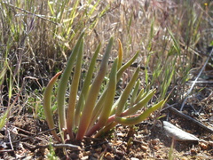 Dudleya multicaulis